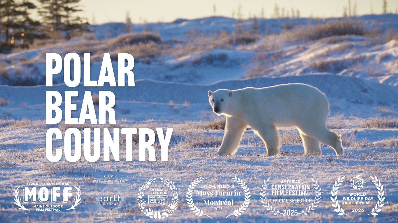Polar Bear Country film poster — a polar bear on the tundra near Churchill, Manitoba