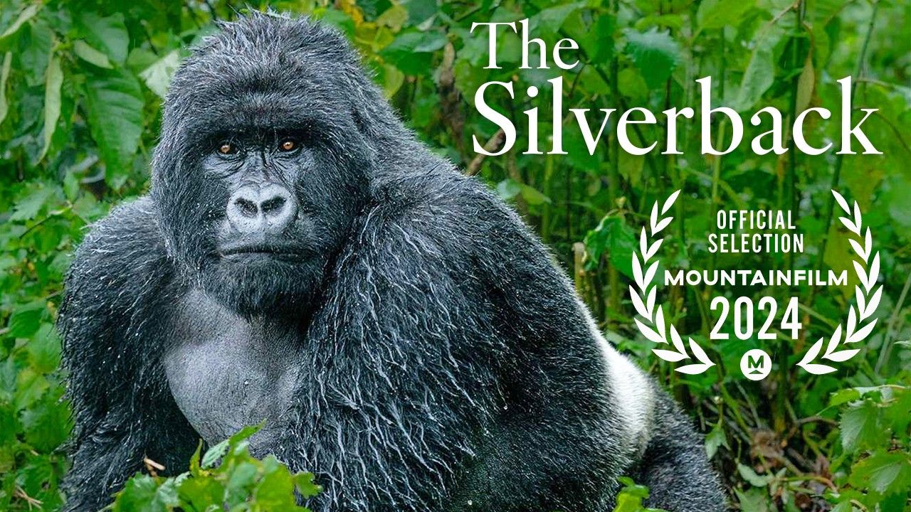 The Silverback film poster — a silverback gorilla in the forest